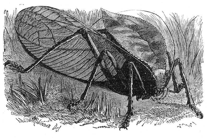 Great-shielded Grasshopper
